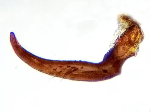 Anthocoris butleri - photo 5