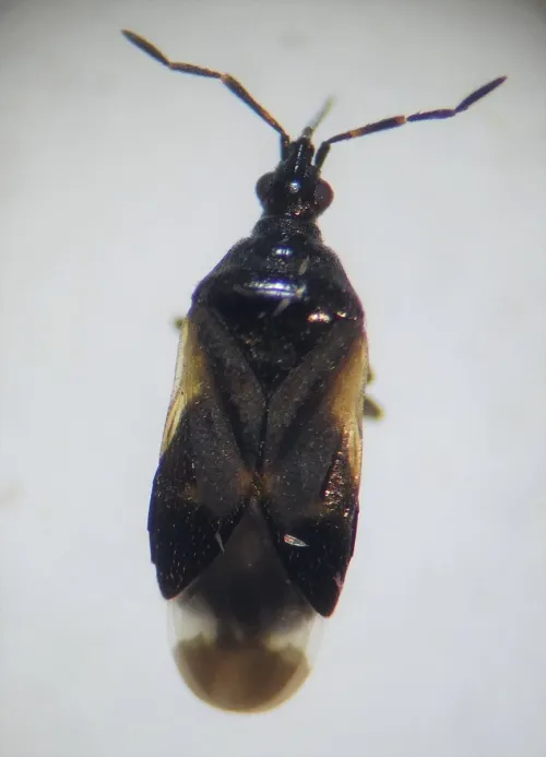 Anthocoris butleri - photo 6