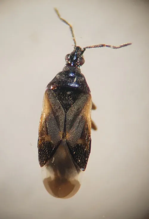 Anthocoris butleri - photo 7