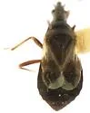 Anthocoris dimorphicus