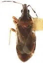 Anthocoris dimorphicus - photo 2