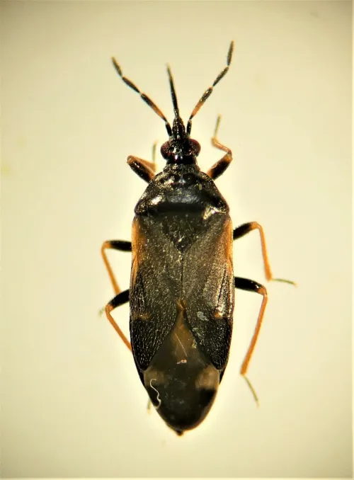 Anthocoris gallarum-ulmi