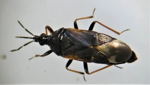 Anthocoris gallarum-ulmi - photo 2