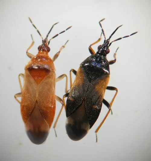 Anthocoris gallarum-ulmi - photo 3