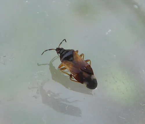 Anthocoris gallarum-ulmi - photo 4