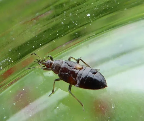 Anthocoris gallarum-ulmi - photo 5