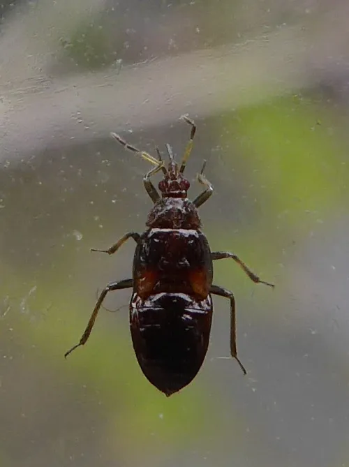 Anthocoris gallarum-ulmi - photo 6