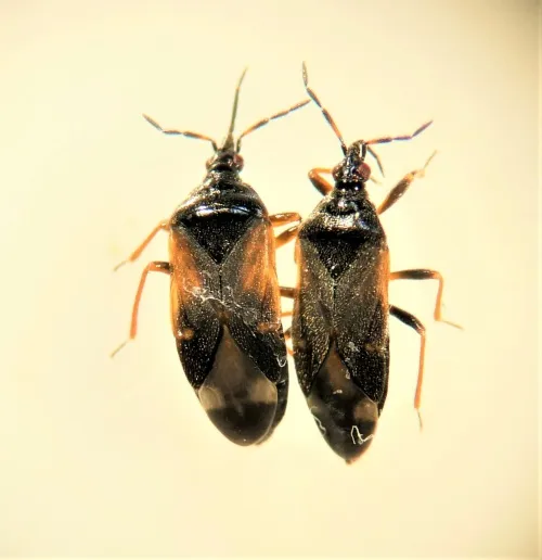 Anthocoris gallarum-ulmi - photo 7