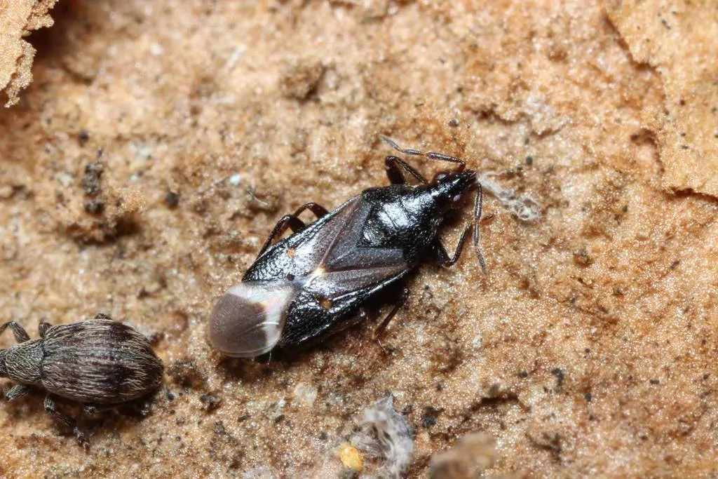 Anthocoris japonicus - photo 2