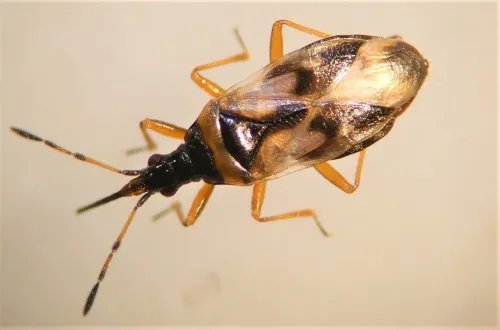 Anthocoris limbatus