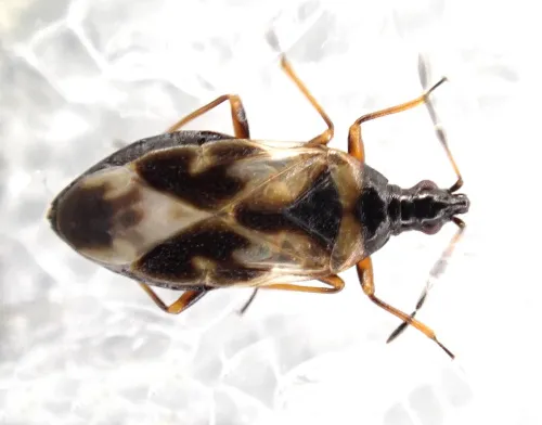 Anthocoris limbatus - photo 2