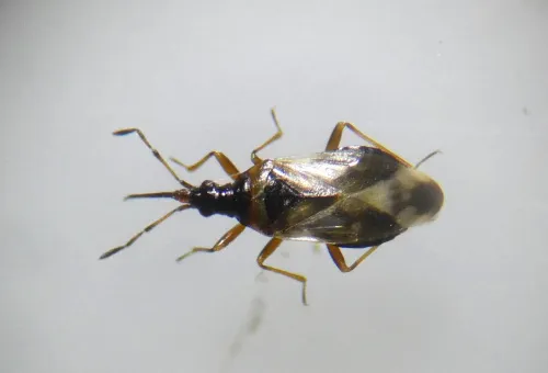 Anthocoris limbatus - photo 3
