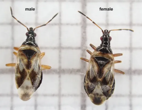 Anthocoris limbatus - photo 4