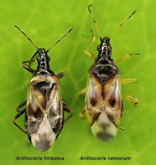 Anthocoris limbatus - photo 5