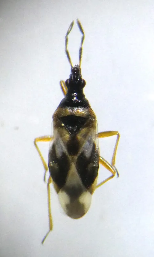 Anthocoris limbatus - photo 8