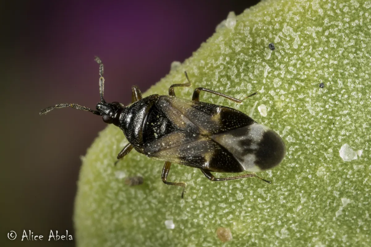 Anthocoris nemoralis - photo 3