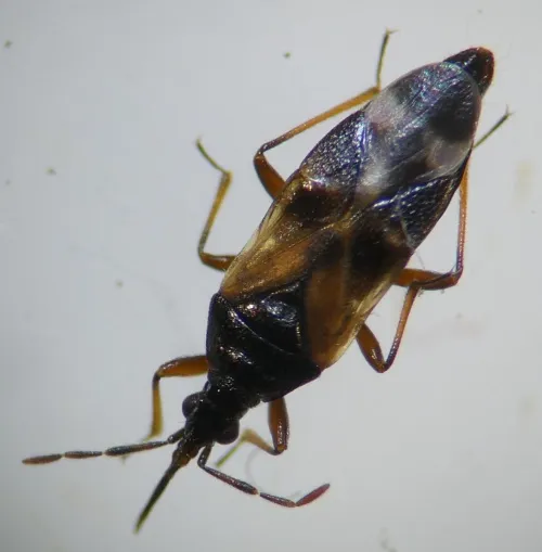 Anthocoris sarothamni - photo 2