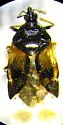 Anthocoris tomentosus - photo 2