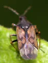 Anthocoris tomentosus - photo 3