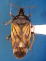 Anthocoris tomentosus - photo 4