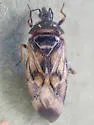 Anthocoris tomentosus - photo 5