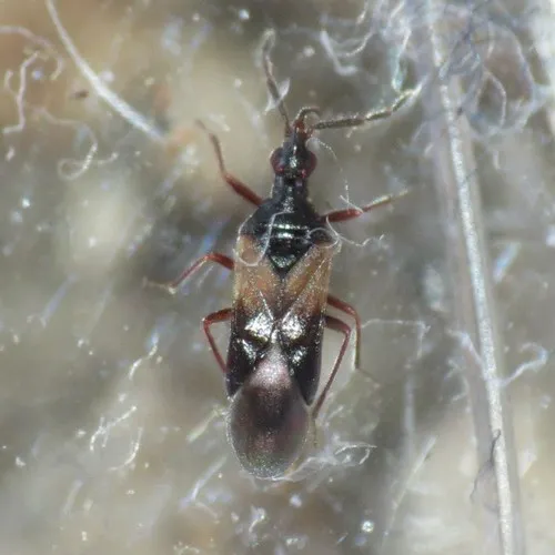 Anthocoris whitei - Anthocoris whitei