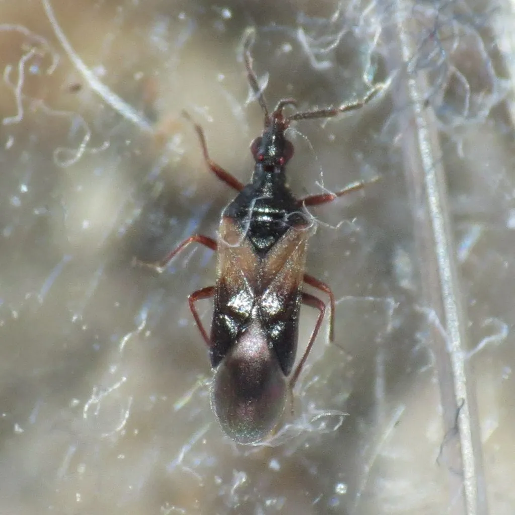 Anthocoris whitei - photo 2