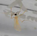 Anthodiplosis eutrochii