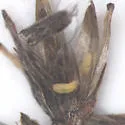 Anthodiplosis eutrochii - photo 2