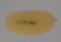 Anthodiplosis eutrochii - photo 3