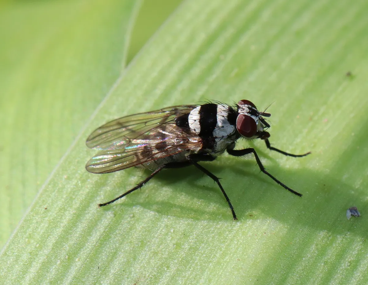 Anthomyia medialis - photo 3