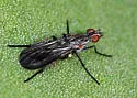 Anthomyia obscuripennis