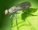 Anthomyia obscuripennis - photo 2