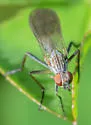Anthomyia obscuripennis - photo 3