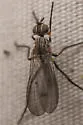 Anthomyia obscuripennis - photo 4