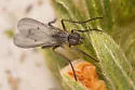 Anthomyia obscuripennis - photo 5