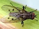 Anthomyia ochripes