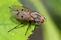 Anthomyia ochripes - photo 2