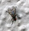 Anthomyia ochripes - photo 4