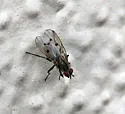 Anthomyia ochripes - photo 5