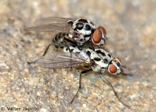 Anthomyia pluvialis