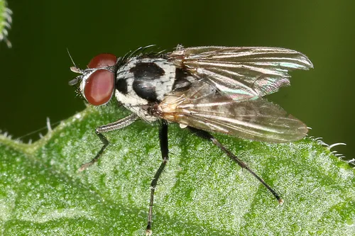 Anthomyia procellaris - Anthomyia procellaris