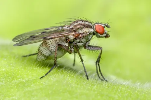 Anthomyia punctipennis