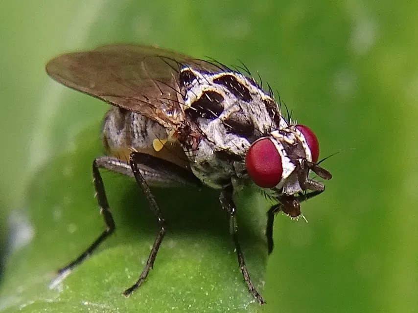 Anthomyia quinquemaculata - photo 3