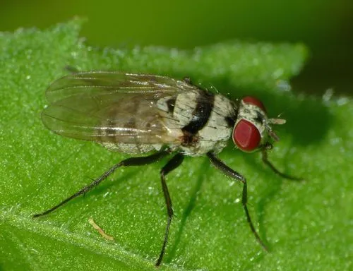 Anthomyia silvestris