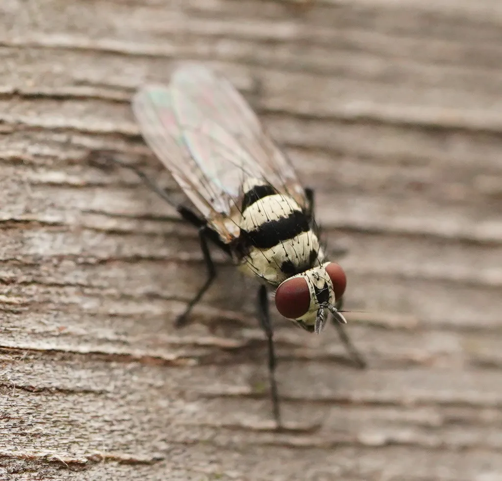 Anthomyia vicarians - photo 2