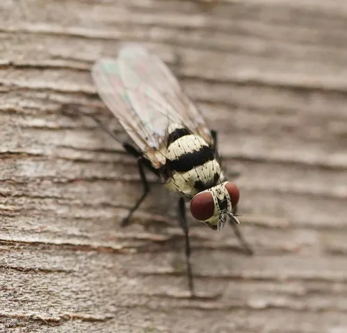 Root-Maggot Flies - photo 2