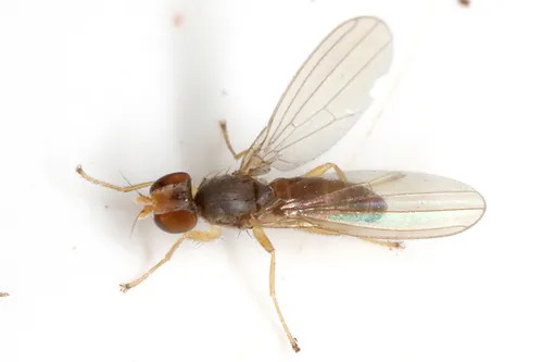 Anthomyza gracilis