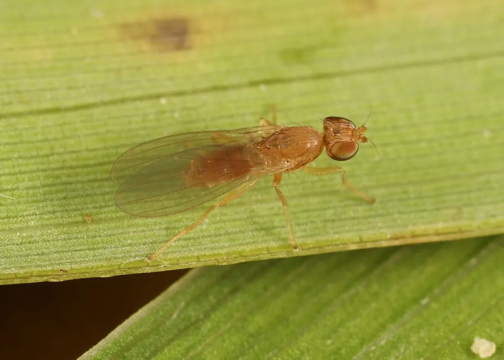 Anthomyza neglecta - photo 2