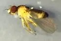 Anthomyza oblonga